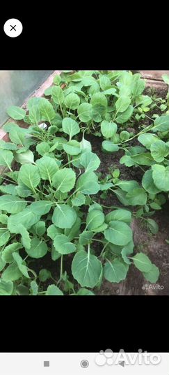 Рассада капусты