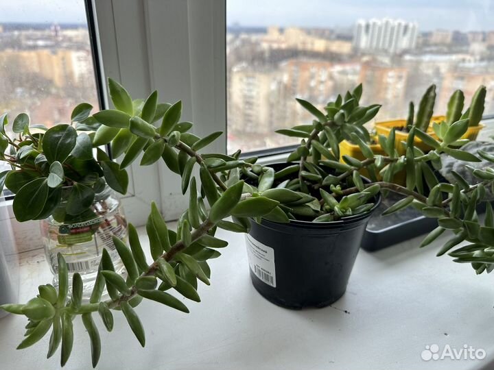 Толстянка, стапелия, фикус, восковой плющ