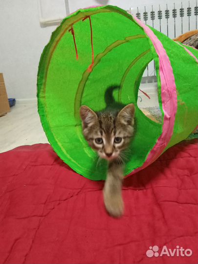 Котик бесплатно в добрые руки