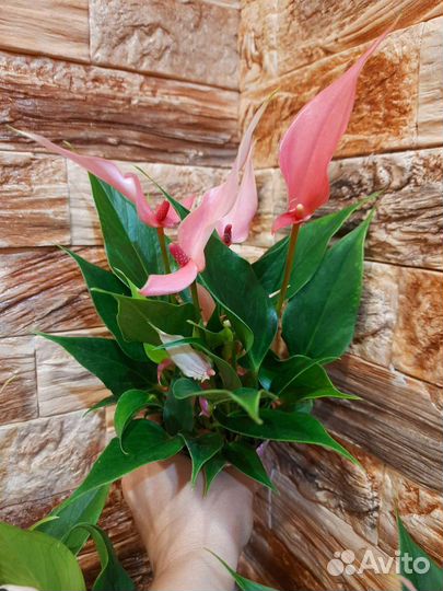 Антуриумы Лилли, Карма пурпл, Триллионс Ред. Зизу