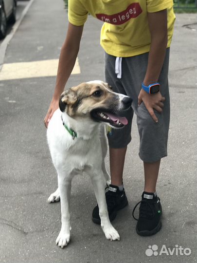 Предали и избавились от щенка