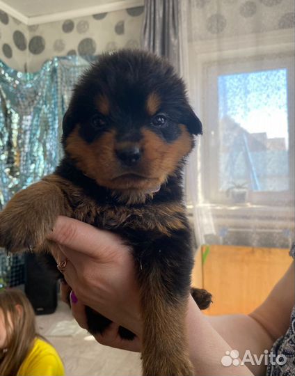 Щенки ротвейлера