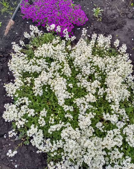 Весенние многолетники часть 1