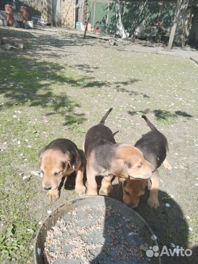 Щенки русской гончей