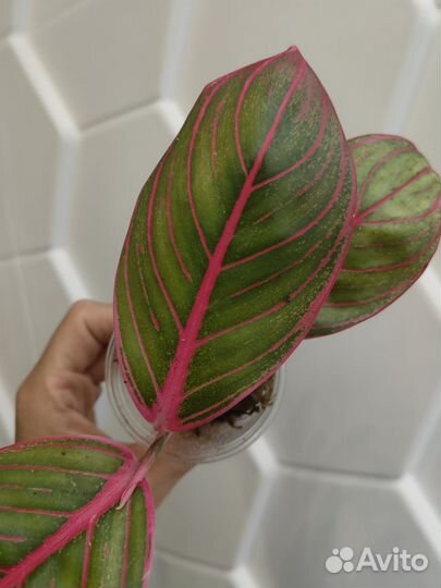 Аглаонема Lipstick