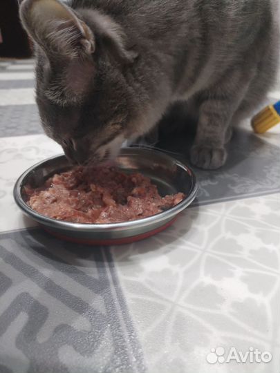 Мясо, фарш, корм для кошек и собак