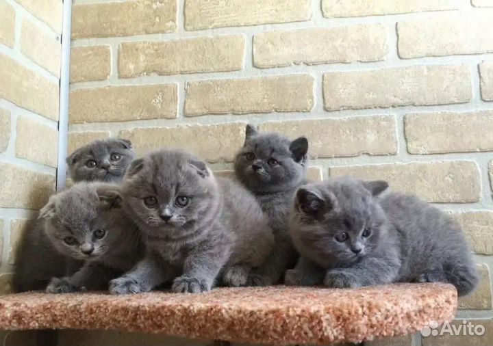 Британские котята