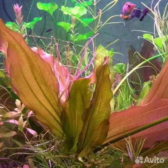 Сортовые эхинодорусы и нимфеи