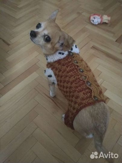 Королевская мантия для чихуахуа