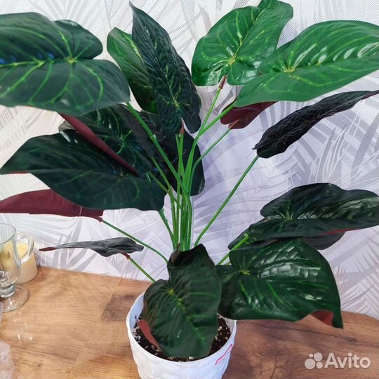 Калатея декоративная