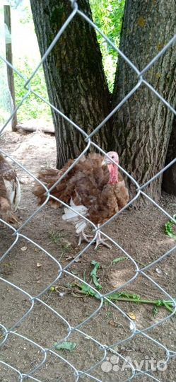 Молодняк индюков узбекской палевой и бронза