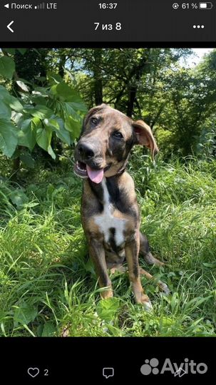 Щенки бесплатно, приют сочи, доставка