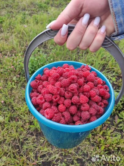 Малина ягоды свежая