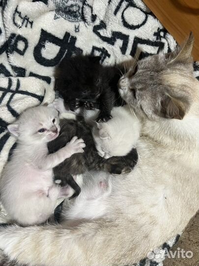 Котята в добрые руки