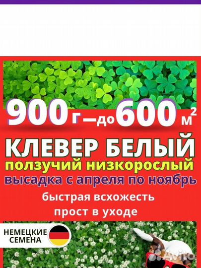 Белый клевер семена