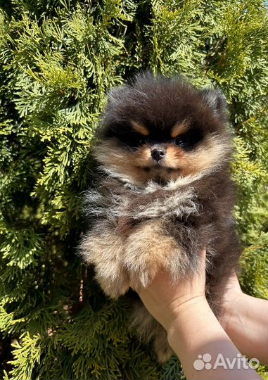 Померанский шпиц