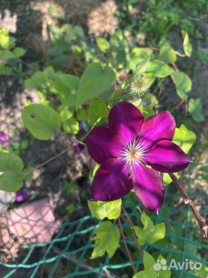 Саженцы клематиса