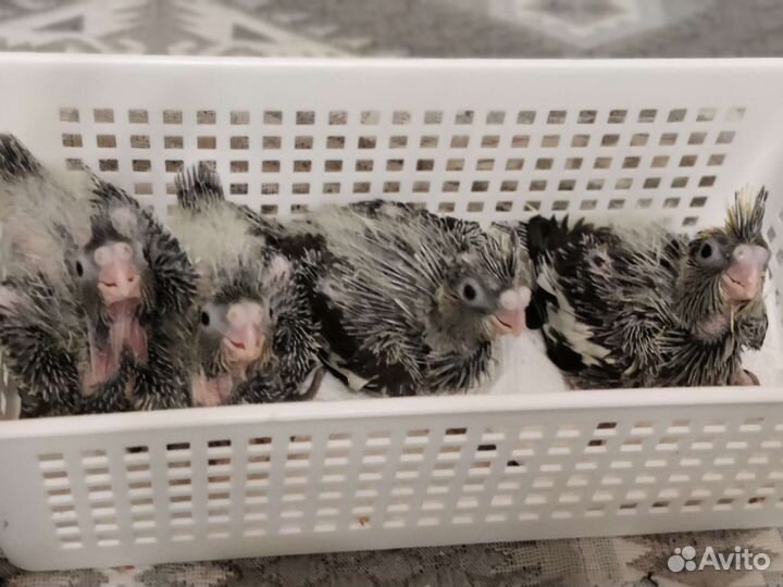 Корелла ручные птенцы