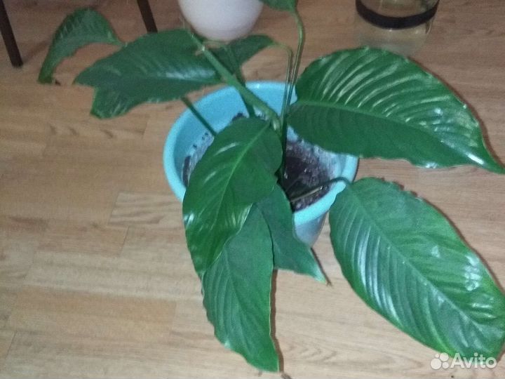 Спатифиллум