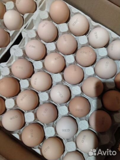 Цыплята бройлера Росс 308 Чехия