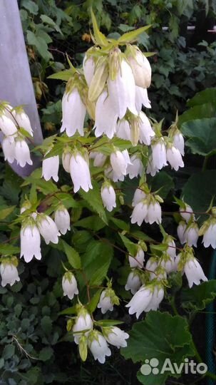 Цветы многолетники