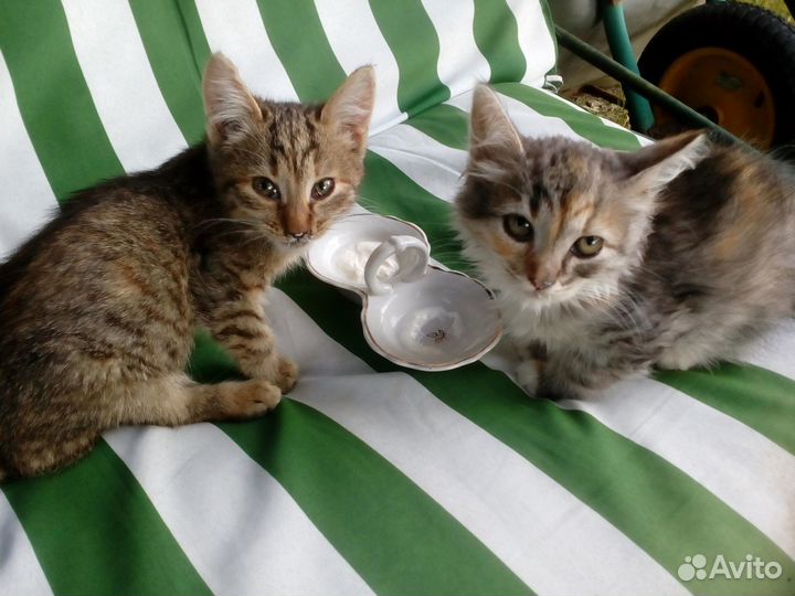 Котенок тигренок ищет домик