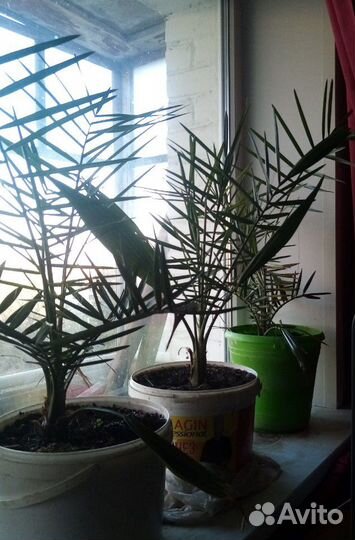 Пальма финиковая