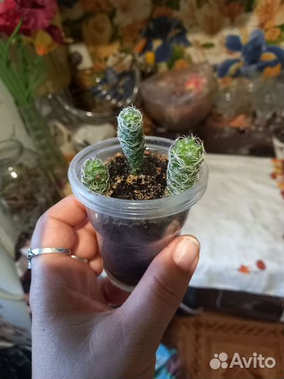 Пеларгония герань