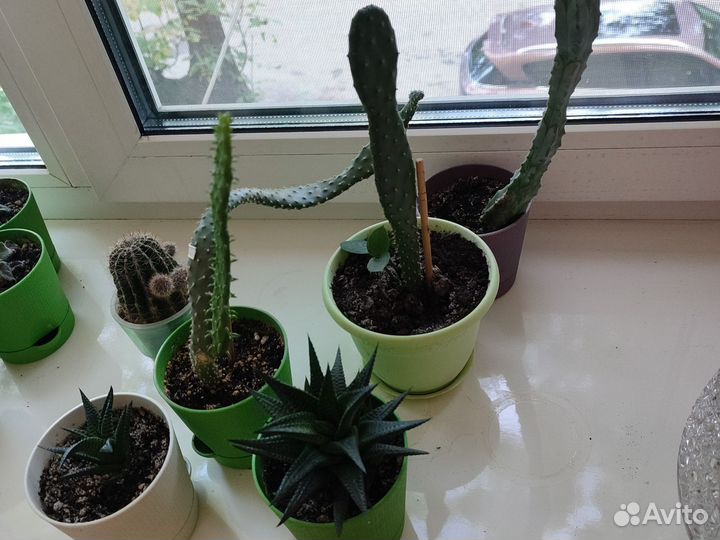 Кактус, алоэ вера