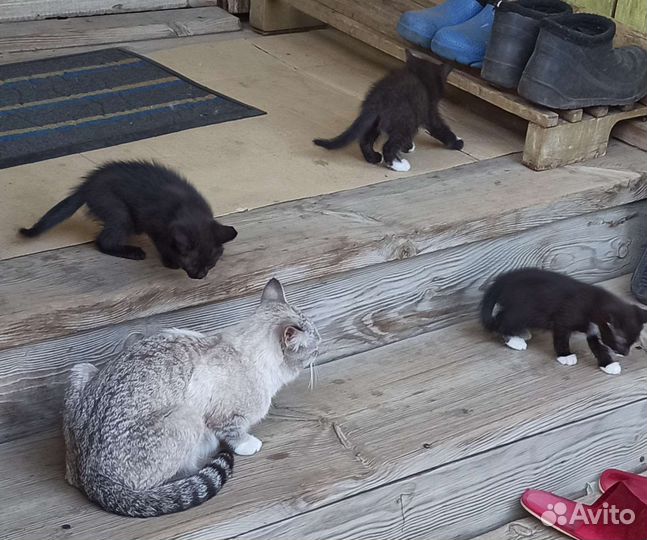 Котята в добрые руки бесплатно