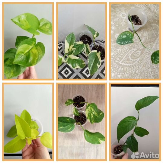 Эпипремнумы сортовые