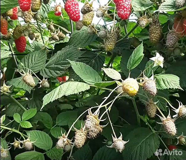 Саженцы Малины Пшехиба