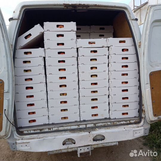 Грузовые перевозки по России от 200км