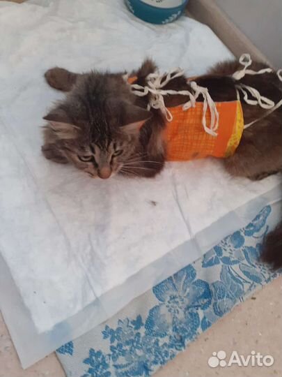 Кошечка в добрые руки