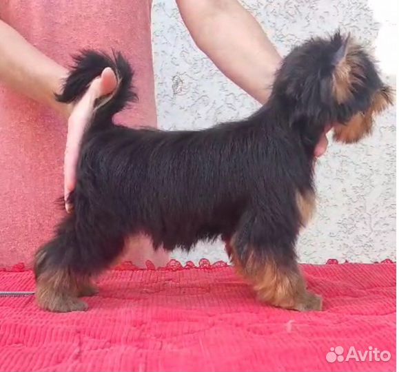 Йоркширский терьер девочка