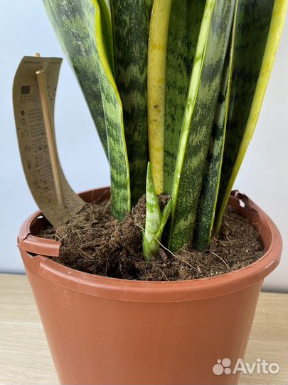 Сансевиерия, Алоказия, Драцена