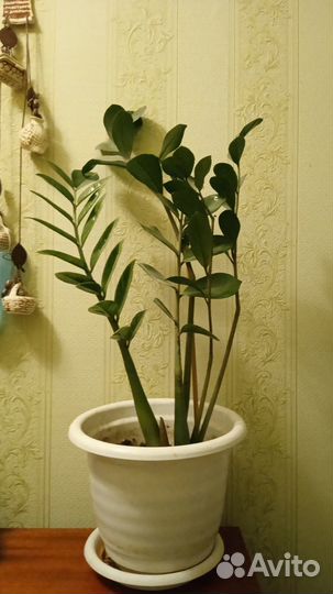 Замиокулькас