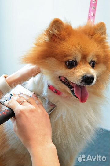 Подстричь собаку или кошку, вычесать, груминг