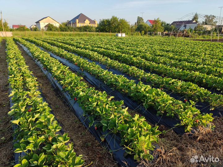 Рассада клубники клери