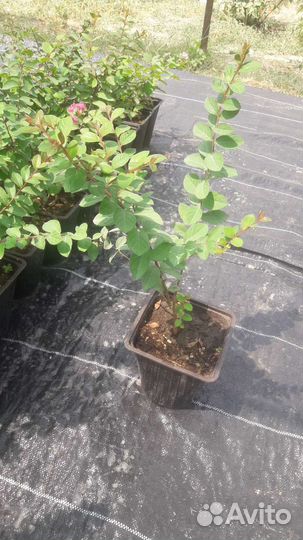 Лагерстремия