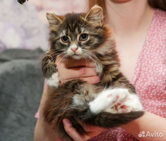 Котенок Багет в добрые ручки