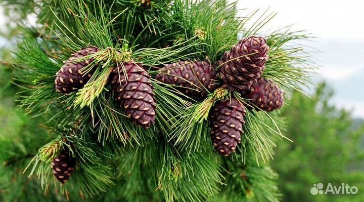 Сборщик кедровой шишки