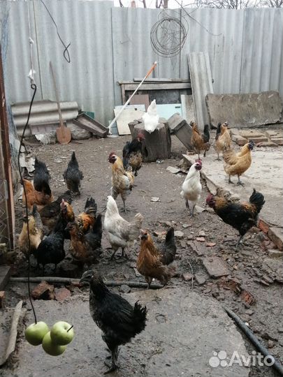 Яйцо инкубационное