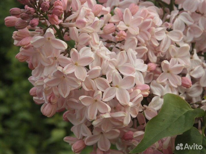 Сирень Медовый спас