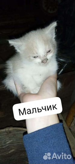 Отдам котят в хорошие руки