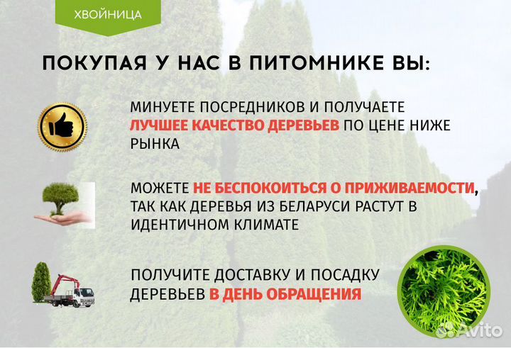 Туи в ассортименте: Колумна, Брабант, Смарагд