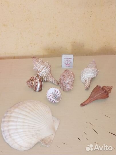 Набор ракушек