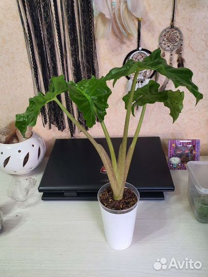 Алоказия Лоу Райдер