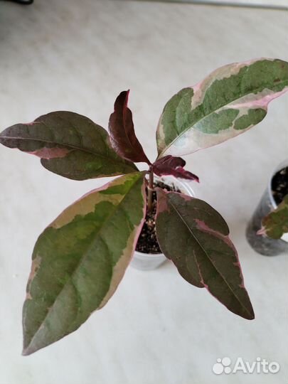 Псевдоэрантемум багряный