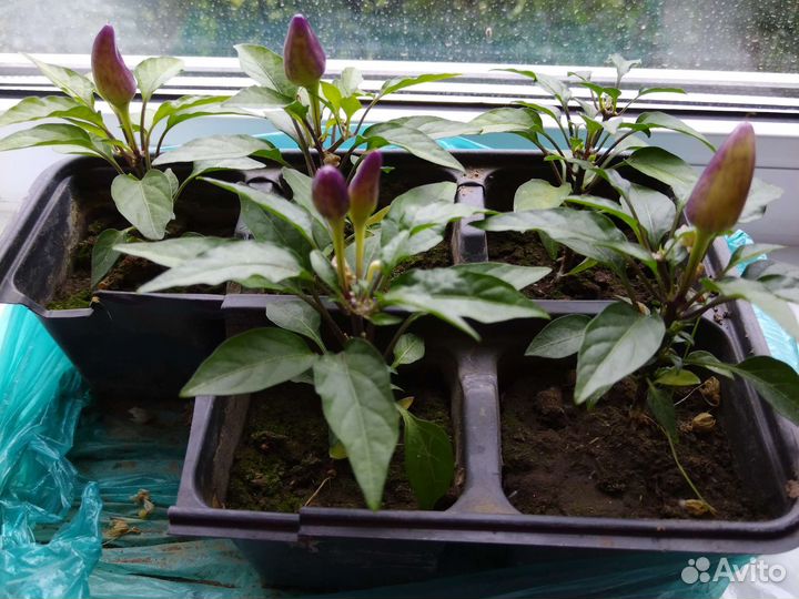 Перец острый, домашний 